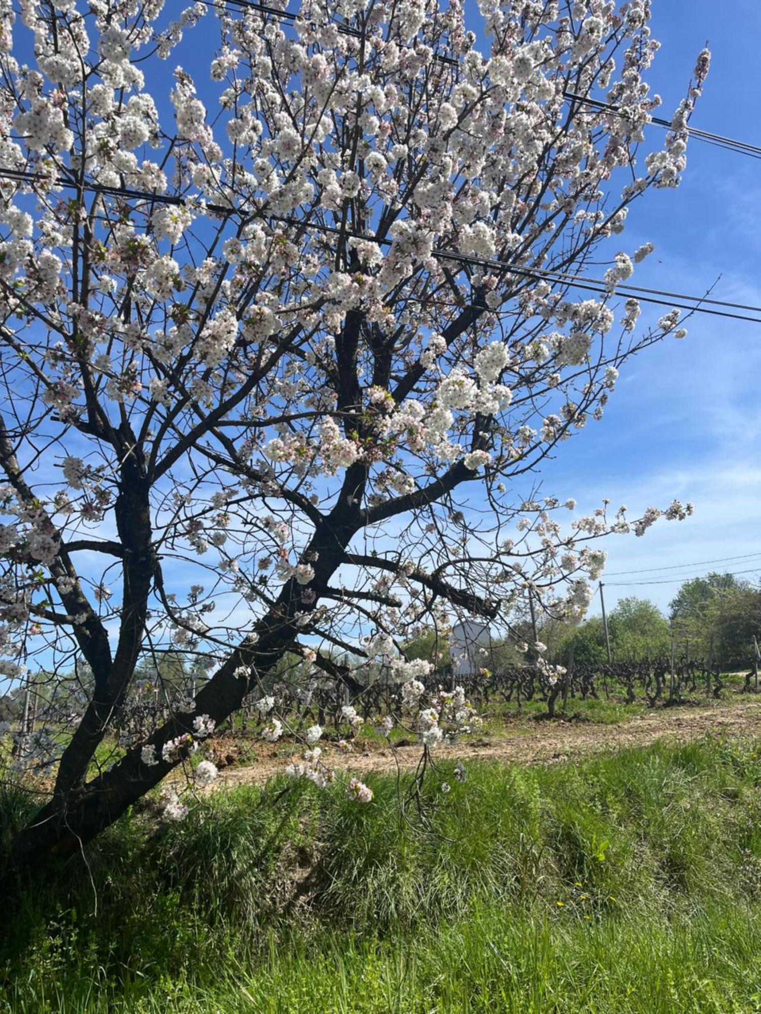 Appartement Avec Piscine Au Milieu Des Vignes Les Arcs-sur-Argens Luaran gambar
